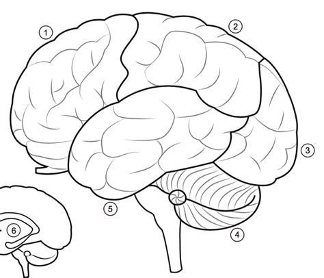 Labeled Diagram Of Brain Lobes