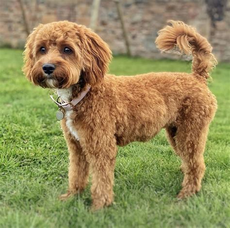 Cavapoo haircuts/Cavapoo haircuts/Cavapoo haircut styles