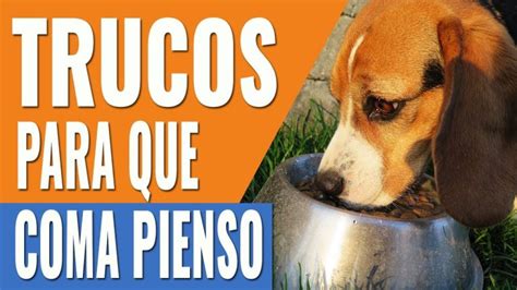 C Mo Determinar Si El Alimento Para Perros Esta Rancio Actualizado