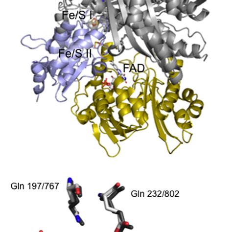 The mechanism of the reductive half-reaction of xanthine oxidase. | Download Scientific Diagram