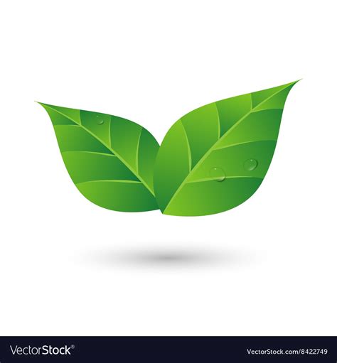 Green Leaf With Water Drop Eco Friendly Concept Vector Image