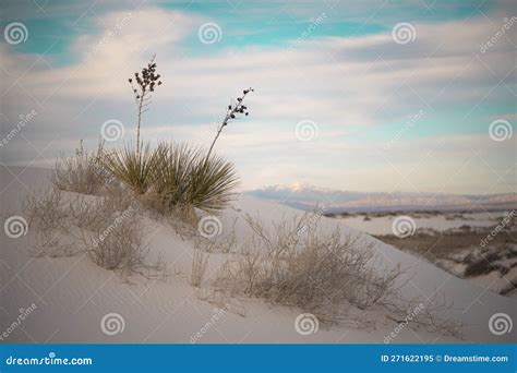 Yucca Plants With A Sunset Sky In The Sand Dunes At White Sands