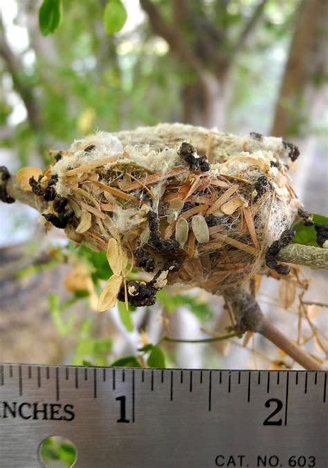 Hummingbird nest pictures - Anna's Hummingbird nest over time