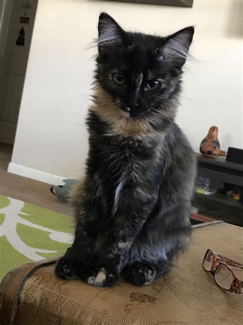 Can anybody tell me what kind of cat this is? I can’t tell if she’s a