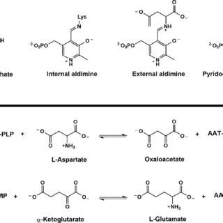 A Chemical Structures Of Pyridoxal 5 0 Phosphate Internal Aldimine