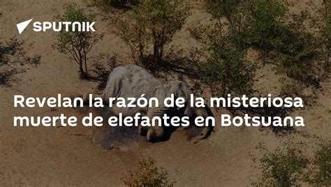 Revelan La Razón De La Misteriosa Muerte De Elefantes En Botsuana 21