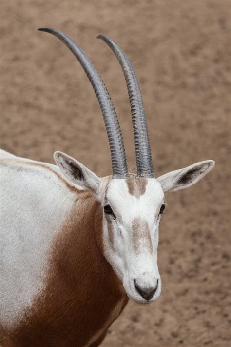 645 Oryx Head Stock Photos Free And Royalty Free Stock Photos From