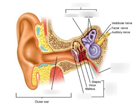 Diagram Of Ear Quizlet