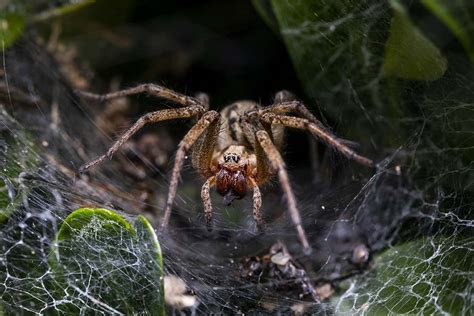 Man Claims Peruvian Wolf Spider Laid Eggs Inside His Toe