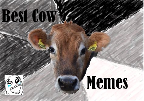 Best Cow Memes | Dairy Moos