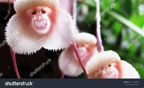 2,510 Monkey Face Flower Images, Stock Photos, and Vectors | Shutterstock