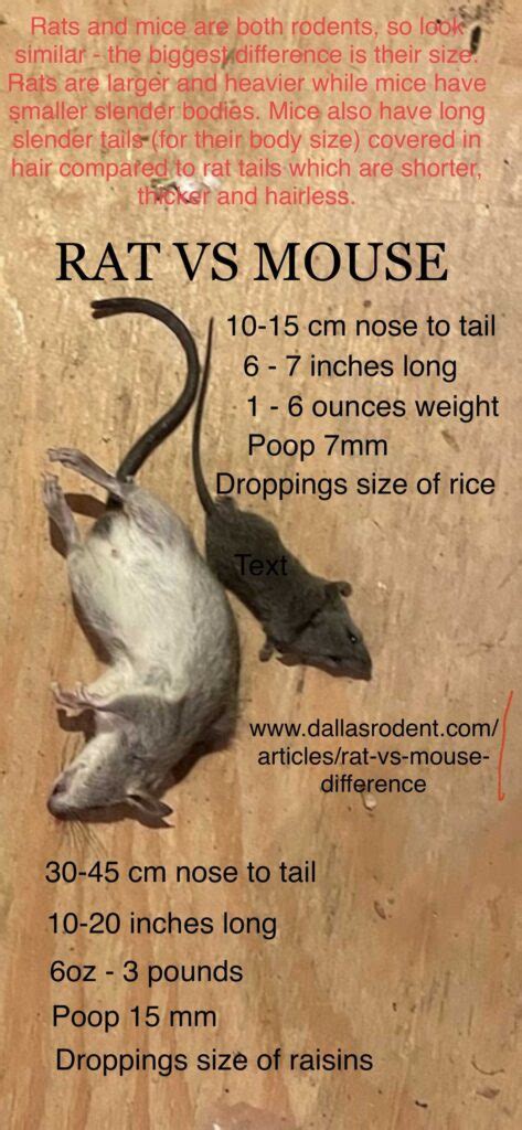 Rat Poop Vs Mouse Poop: What's The Difference? - [Updated January 2025 ]