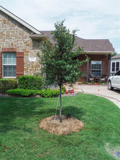 The Cedar Elm Perfect For Urban And Rural Landscapes