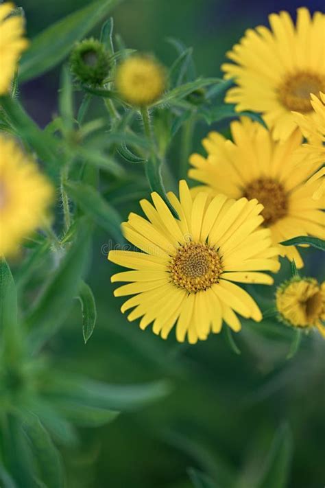 Hairy Goldenaster Heterotheca Villosa Var Villosa Bright Yellow