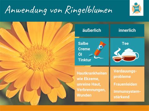 Ringelblume Heilpflanze im Porträt Ihre Apotheke