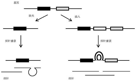 针对含有indel区域的dna样本的捕获探针、试剂盒及文库构建方法与流程