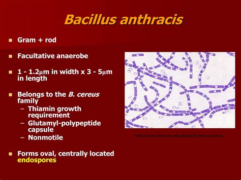 Ppt Bacillus Anthracis Powerpoint Presentation Free Download Id