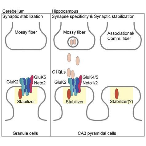 Distinct Subunit Domains Govern Synaptic Stability And Specificity Of