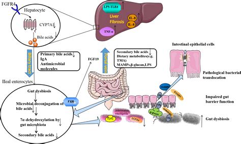 Frontiers Gut Microbiota Targeted Approach In The Management Of Chronic Liver Diseases