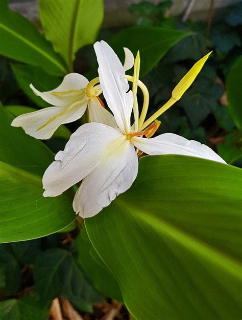 Hedychium Coronarium White Ginger Lily Comp Department Of