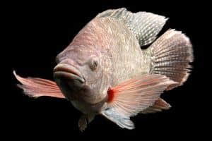 Red Snapper Vs Tilapia What S The Difference Funcfish