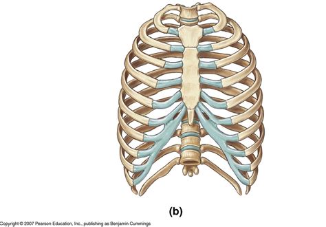 Skeletal System Ribs