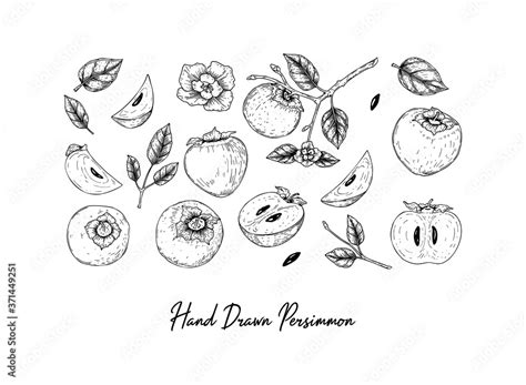 Set Of Hand Drawn Persimmon Design Elements Including Brunch Fruits