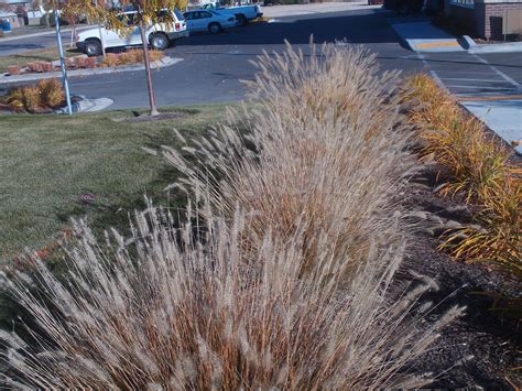 Best Plants For Boise Idaho at Marian Dorman blog