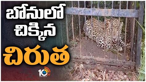 Tirumala Alipiri Ghat Road Leopard Incident బనల చకకన చరత