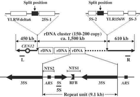 Structure Of Rdna Repeats In Scerevisiae The Rdna Rep Open I