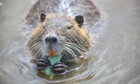 5 Animals with the Weirdest Teeth | Hooks Family Dentistry | College ...