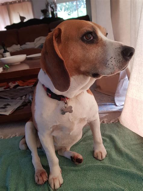 Pin on Beagles