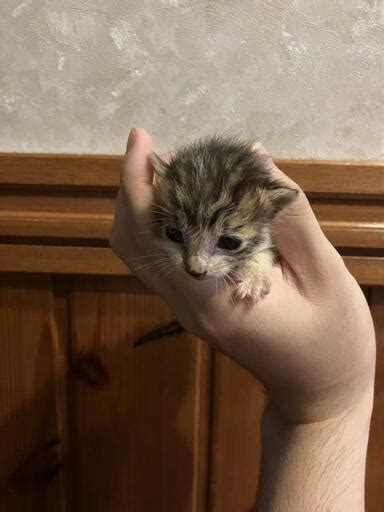 【決まりました】産まれたばかりの赤ちゃん子猫生後3週間 ぴの 小竹の猫の里親募集｜ジモティー