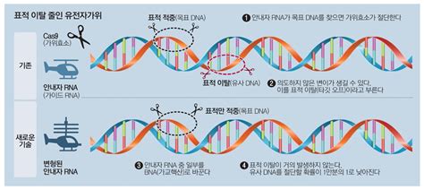 유전자가위 정확도 1만배↑유전질환 치료 빅뱅 매일경제