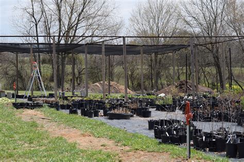 Ironweed Native Plant Nursery moves to Waddy Kentucky - Kentucky Native