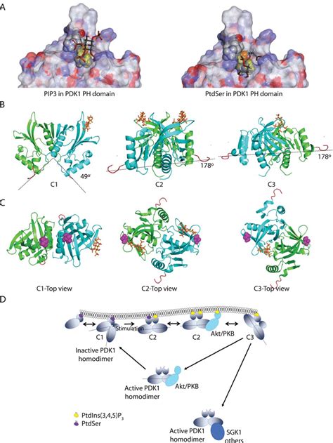 Molecular Modelling Of Pdk1 Ph Domain Homodimers And Model Of Pdk1 Download Scientific Diagram