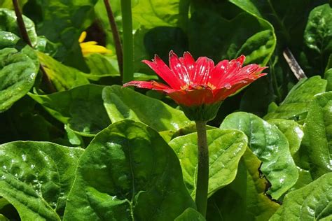 Gerbera Daisy Care | How To Grow Gerbera Daisies | Perennial Masters