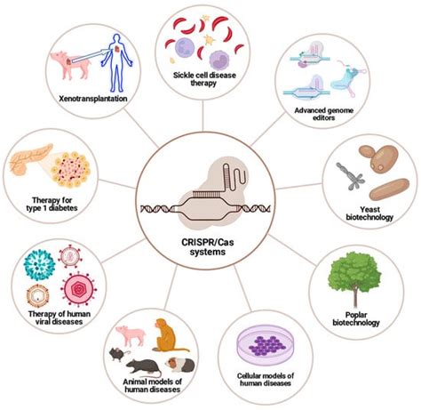 Ijms Free Full Text Crispr Cas Systems And Genome Editing