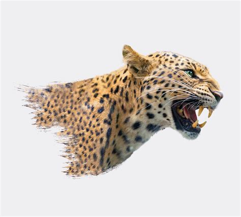 Leopard | Behance