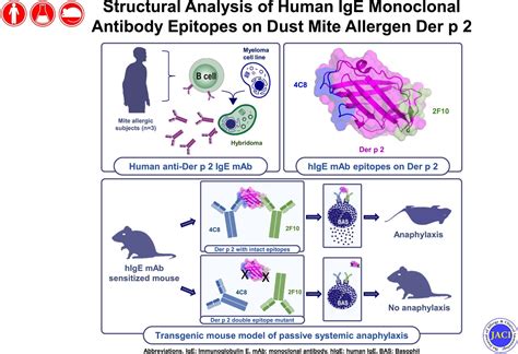 Structural Analysis Of Human Ige Monoclonal Antibody Epitopes On Dust