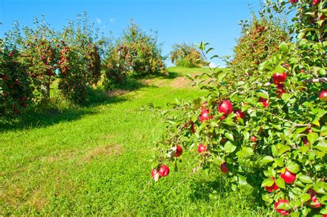 Apple Tree Stock Image Image Of Fruit Picking Ripe 16327363