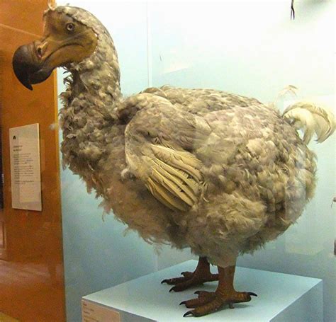 Mauritius Dodo Life Sized Model At London S Natural History Museum