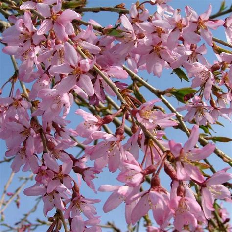 Pink Snow Showers Weeping Cherry Van Wilgen S Garden Center