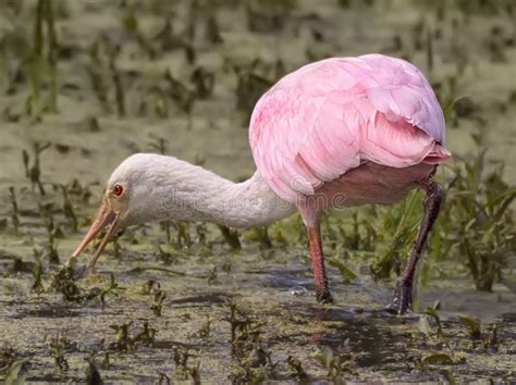 Roseate Spoonbill Stock Photo Image Of Active Beak