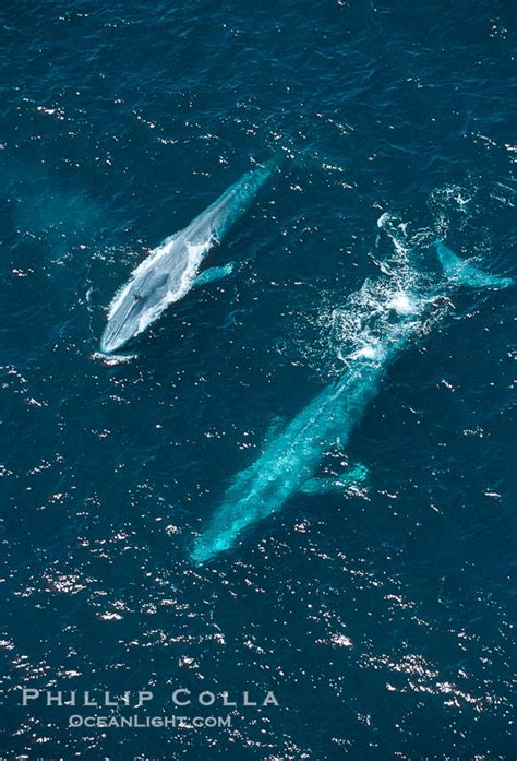 Blue Whale Aerial Photo Balaenoptera Musculus 02191