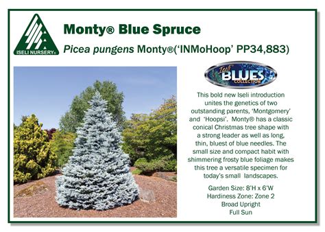 picea pungens montyinmohoop pp