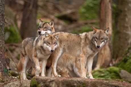 Lobo cinzento 7 características e comportamento Meus Animais