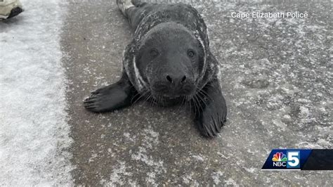 Seal Goes Exploring In Maine Town YouTube