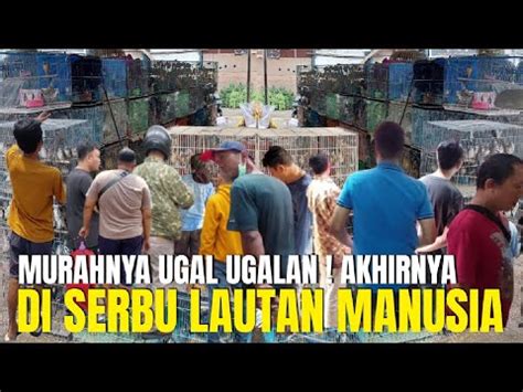 Murahnya Ugal Ugalan Akhirnya Di Serbu Lautan Manusia Kios Burung