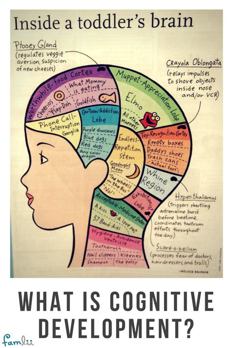 Cognitive Development Theories Stages And Processes And Challenges